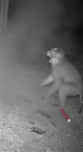 CCTV Monkey Prank Gone Wild! Scaring the Boar!