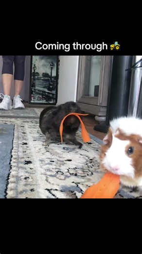 Guinea Pigs: The Adorable Pets You Need to Know About