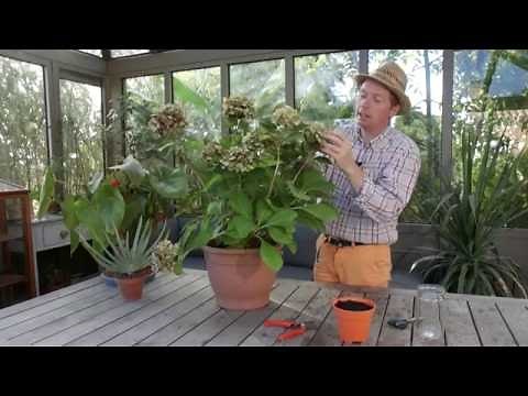 Comment bouturer un hortensia ?