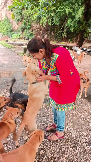 Support Happy Tails Shelter: Help Save Dogs in Need