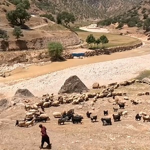 15K views · 985 reactions | Traditional Nomadic Family- Picking Sheep's Wool to Prepare Winter Clothes. | Family Cooking | Facebook