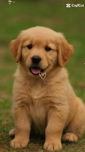 Golden #love#pinterest#capcut