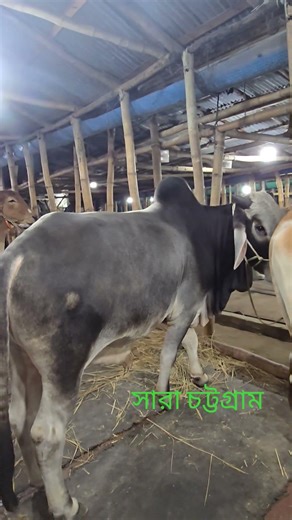 Few more days to craziness #cow #bullfarm #bull #cattleworld #chakabangla #animals #cattlefarm