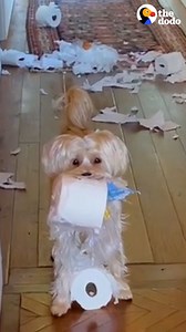 1.2M views · 10K reactions | Woman takes in puppy who loves to terrorize plants and toilet paper — and realizes she can't live without him  | The Dodo | Facebook
