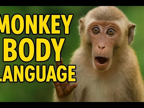 Monkey Body Language EXPLAINED! 😂 What They’re REALLY Saying!