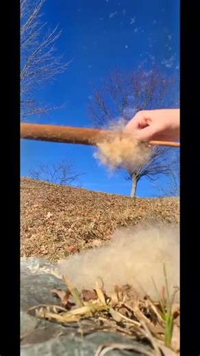 cattails explode infinitely! #fyp #nature #play