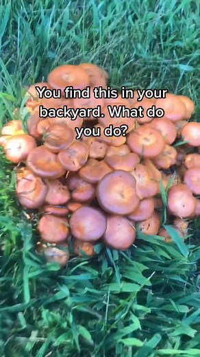 Jack O'Lantern Mushroom: A Bioluminescent Fungi Discovery