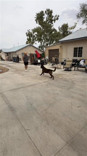 8K views · 139 reactions | “Robo” Heeling. #dog training #dog #offleash #dogs | Fred Hassen | Facebook