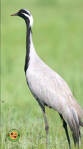 #WildCrane | Gray elegance among open pastures | Grus grus | #birds