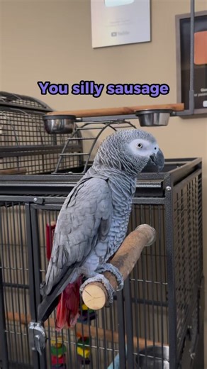 Giz laughs at me forgetting words to a song! #gizmothegreybird #gizmosjourney #funnyparrot #talkingparrot | Gizmo the Grey Bird