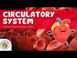 🫀 The Circulatory System for Kids | Learn How Blood Travels! 🚀 | Science | Human Body!