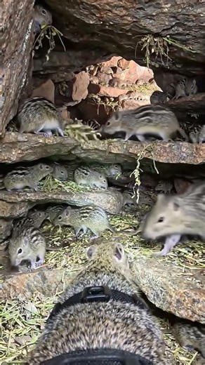 Gundi POV: Underground Desert City Discovered