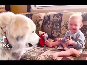 Dog eats babies food 😭😭