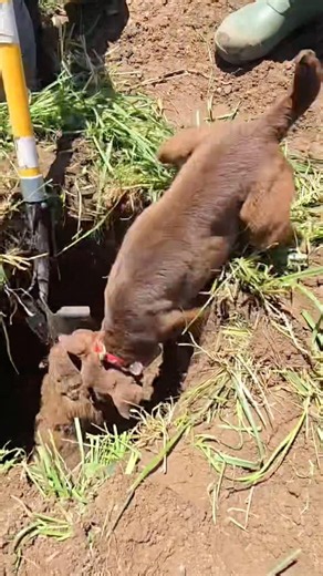 OMG!!!! SMALL FREAKING DOG PULLS GROUNDHOG OUT IF GROUND #trending #viral #youtubeshorts #shorts