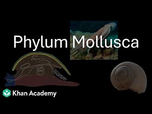 Phylum Mollusca | Animal Diversity Part I | Class 12 | Zoology | Telangana | Khan Academy