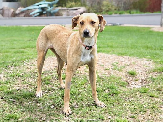 Whippet Beagle Mix: An In-Depth Look - WhippetCentral