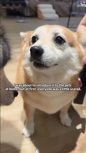 Alaskan Malamute Rescue: A Story of Hope and Healing 🐾 #alaskanmalamuterescue #dogrescue #furry