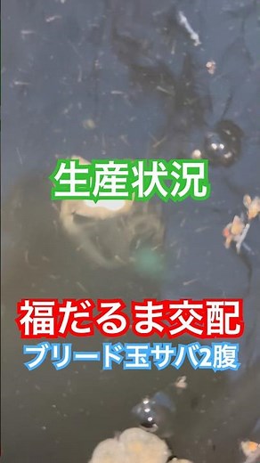 Tamasaba and Fukudaruma crossbreeding: Main batch of fry #goldfish