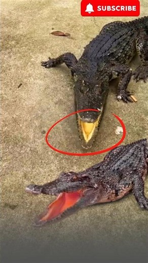Why Crocodile Farming Is So Difficult #crocodile #skills #reptiles #wildlife #crocodilian #shorts