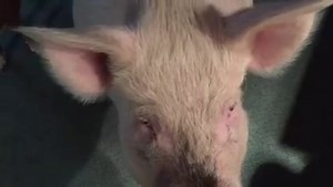 43K views · 3.4K reactions | Sharing is caring. | Esther the Wonder Pig | Facebook