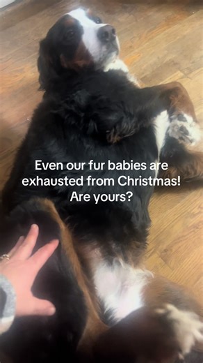 Miley's Holiday Adventures: A Burnadoodle's Fun Time