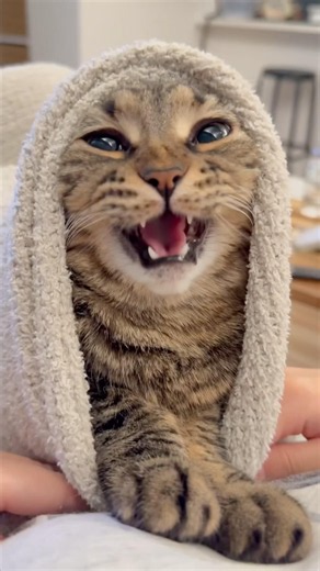 I wrapped my chaotic cat in a blanket and it's too cute, I win!! #cat #cats