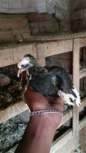 🔥 Rare Baby Pigeon Hand Feeding | Pigeon Farming Bangladesh | Cute Squab Video #pigeon #pigeonlove