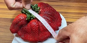 This Giant Strawberry Just Smashed the Record for 'World's Heaviest'