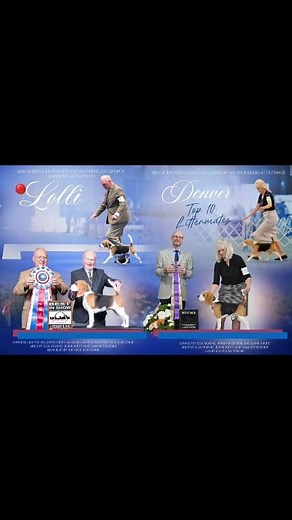 This week's Inside Cover Dogs "Lolli & Denver" MBIS MBISS GCHS Youngsong Sunshine Lollipops N Rainbows At Outwest BISS GCHB Younsong Sunshine On My Shoulders At Outwest 🌟 TOP TEN LITTERMATES #ADF #AKC #beagle #Hounds #Beagles #NOHS | American Dog Fancier