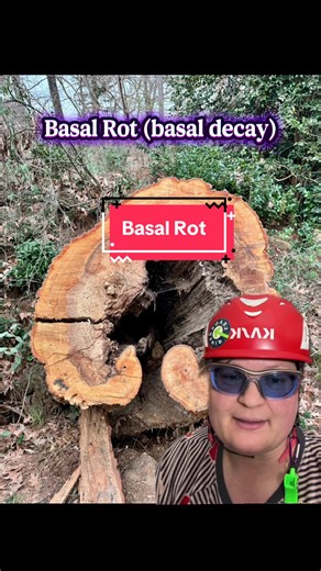 Understanding Basal Rot in Trees