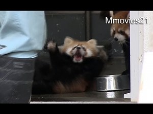 びっくりしてひっくり返る赤ちゃんレッサーパンダ~Red Panda Baby Surprise !