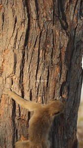 29K views · 170 reactions | Baby baboon climbing down the tree #baboon #monkey #tree #climbing #down #nature #wildlife HA30512 | HAWI Studios | Facebook