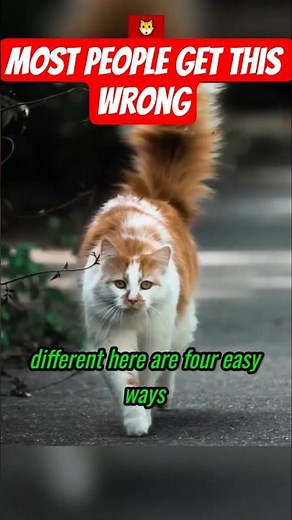 Stray Cat or Feral Cat? Most People Get It Wrong 😳 #cat