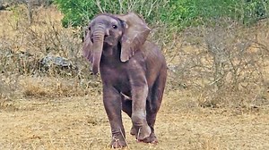 1.7M views · 67K reactions | This adorable little elephant decided it was time to show the world how tough he really is! Watch as he charges and shows off his size, proving he’s a big deal in the making. | Cute Tings | Facebook