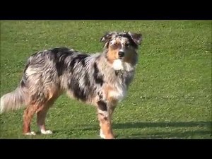 Mon superbe Berger Australien Bleu Merle, Wifi