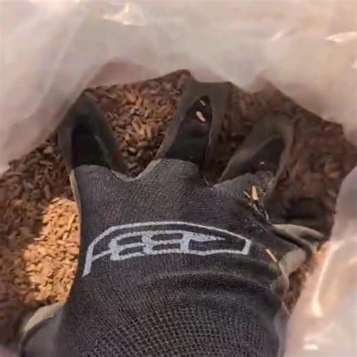 Pure Santalum Album Sandalwood Chips | Australian Incense Wood - Etsy