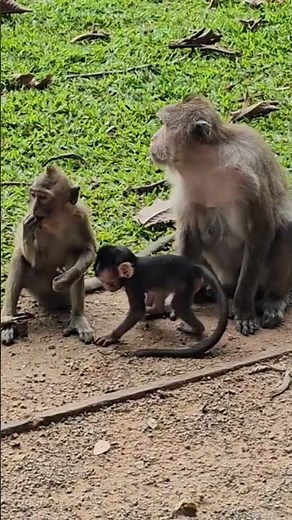 Are Macaque Monkeys Really Suitable as Pets for Families?