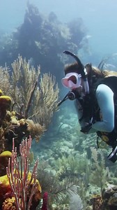 981 reactions · 84 shares | Celebrate your love for the ocean by...