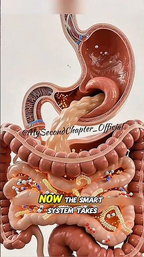 How the Digestive System Works | 3D Animation #shorts #Stomach #HumanBodyFacts