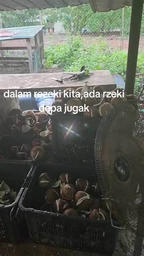 Coconut brothers (@coconutbrothers2)’s videos with original sound - Darulaman Buskers