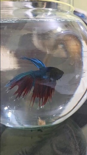 Beautiful Betta Fish in Aquarium | Fighter Fish Video 🐟 | Relaxing Aquarium View #aquariumfun