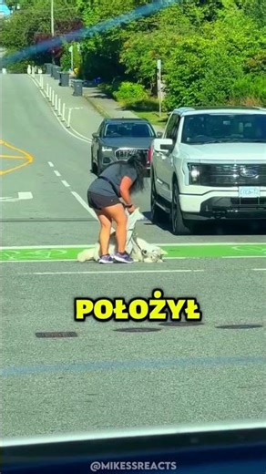 Ten Pies Zaskoczył Wszystkich Kierowców!😲😂