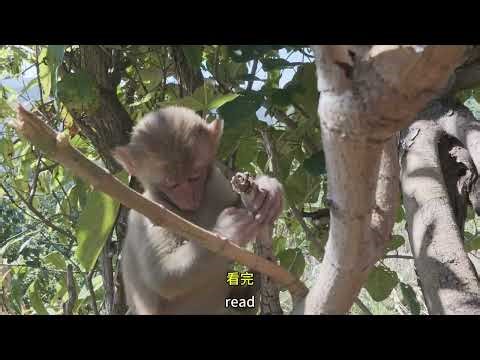 好几天没给大家更新视频了#尼泊尔翠花 #记录真实生活 #空空在尼泊尔翠花家 @DOU+小助手 @DOU+上热门