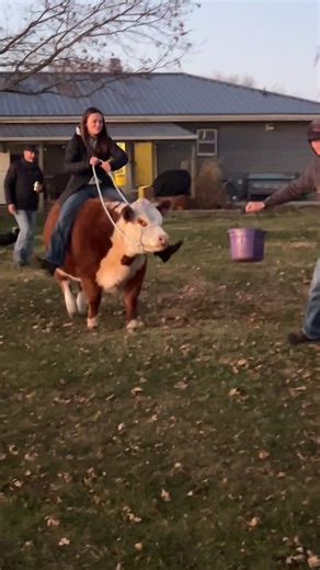 Here at Dittmer Cattle we are real COWgirls 🐮 Faye is one of the best Mini’s can’t wait to put her into our breeding program!! | Dittmer Cattle