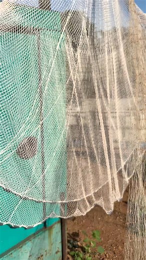 “La atarraya camaronera, gracias a su malla fina, es ideal para el manejo de mojarras en cultivo. 💧 Permite una captura rápida y controlada, evitando golpes y estrés en el pez. 🐟 Su diseño facilita el trabajo del productor y garantiza una mojarra sana y de mejor calidad.”#Mojarra #Atarraya #PescaResponsable #Mojarrero | Las Mojarricas