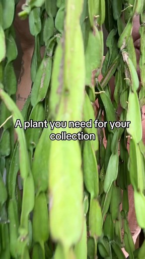 EVERYONE NEEDS TO BE GROWING A RHIPSALIS!! @ARIUM BOTANICALS has you covered 🌿 #plants #houseplants #rhipsalis #rhipsalisparadoxa #hangingplants #weirdplants