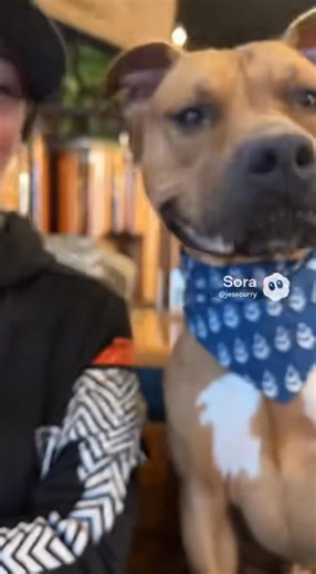 The Curry's were on the prowl today and decided to scoop up Cannelo for a dash of Christmas joy! If you're keen on adopting this gigantic fireball, please PM us!! | Endless Pawsibilities Foundation