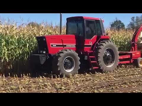 IH 5288 chopping corn