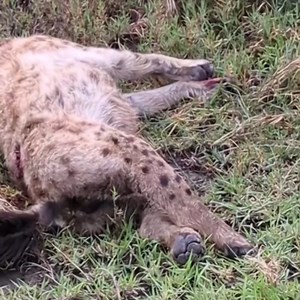 Male lion attack the hyena sleeping | News Now