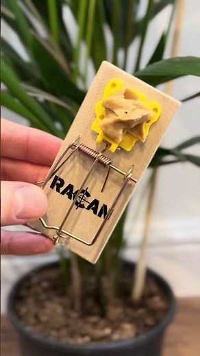 Do wooden mouse traps really work?